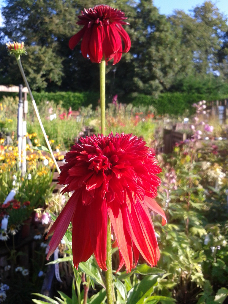 Echinacea ‘Eccentric’ ®