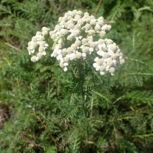 Achillea ‘Pretty Belinda’ – foto della pianta