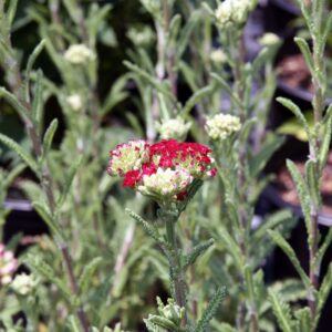 Achillea millefolium ‘Red Velvet’ – foto della pianta