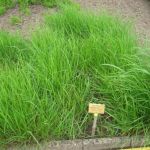 Stipa calamagrostis – foto della pianta