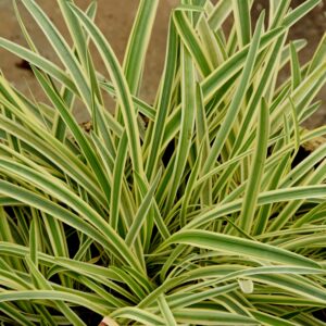 Agapanthus ‘Tinkerbell’ – foto della pianta