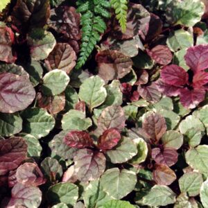 Ajuga reptans ‘Burgundy Glow’ – foto della pianta