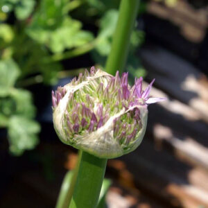 Allium ‘Globemaster’ – foto della pianta