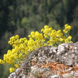 Alyssum saxatile – foto della pianta