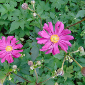 Anemone hupehensis ‘Prinz Heinrich’ – foto della pianta