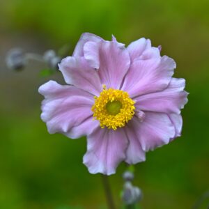 Anemone ‘Königin Charlotte’ – foto della pianta