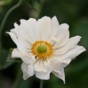 Anemone ‘Whirlwind’ – foto della pianta