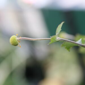 Anemone ‘Praecox’ – foto della pianta
