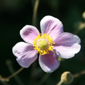 Anemone hupehensis ‘Splendens’ – foto della pianta