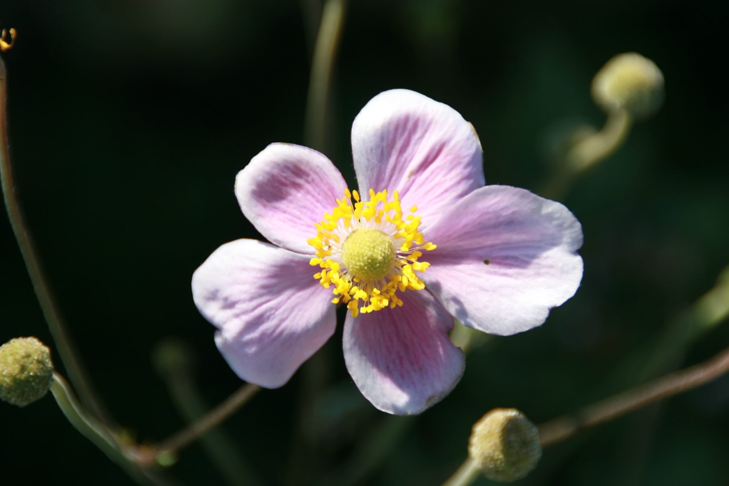 Anemone hupehensis ‘Splendens’ – foto della pianta