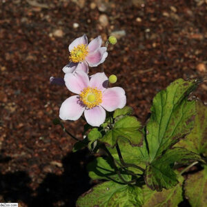 Anemone hyb. ‘September Charm’ – foto della pianta