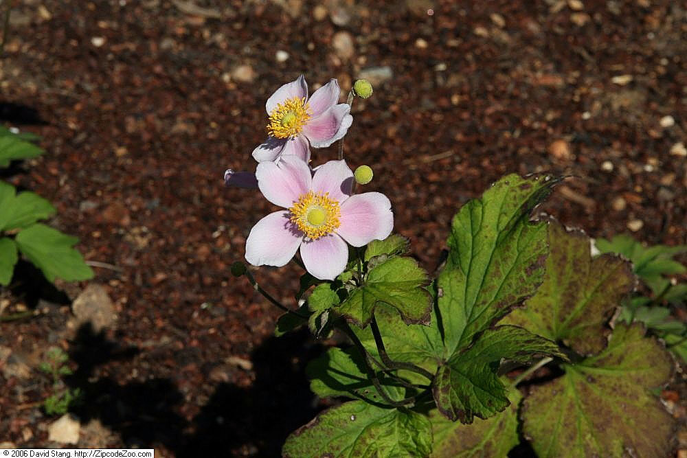 Anemone hyb. ‘September Charm’ – foto della pianta