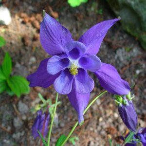 Aquilegia alpina – foto della pianta