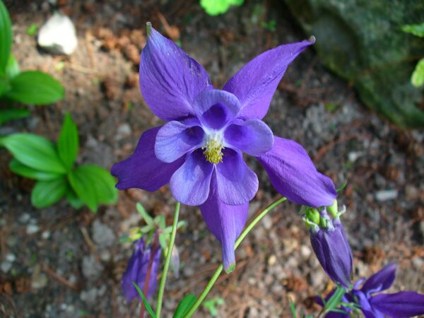 Aquilegia alpina – foto della pianta