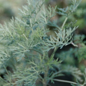 Artemisia arborescens ‘Powis Castle’ – foto della pianta