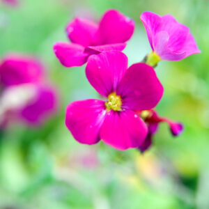 Aubrieta cascade ‘Red’ – foto della pianta