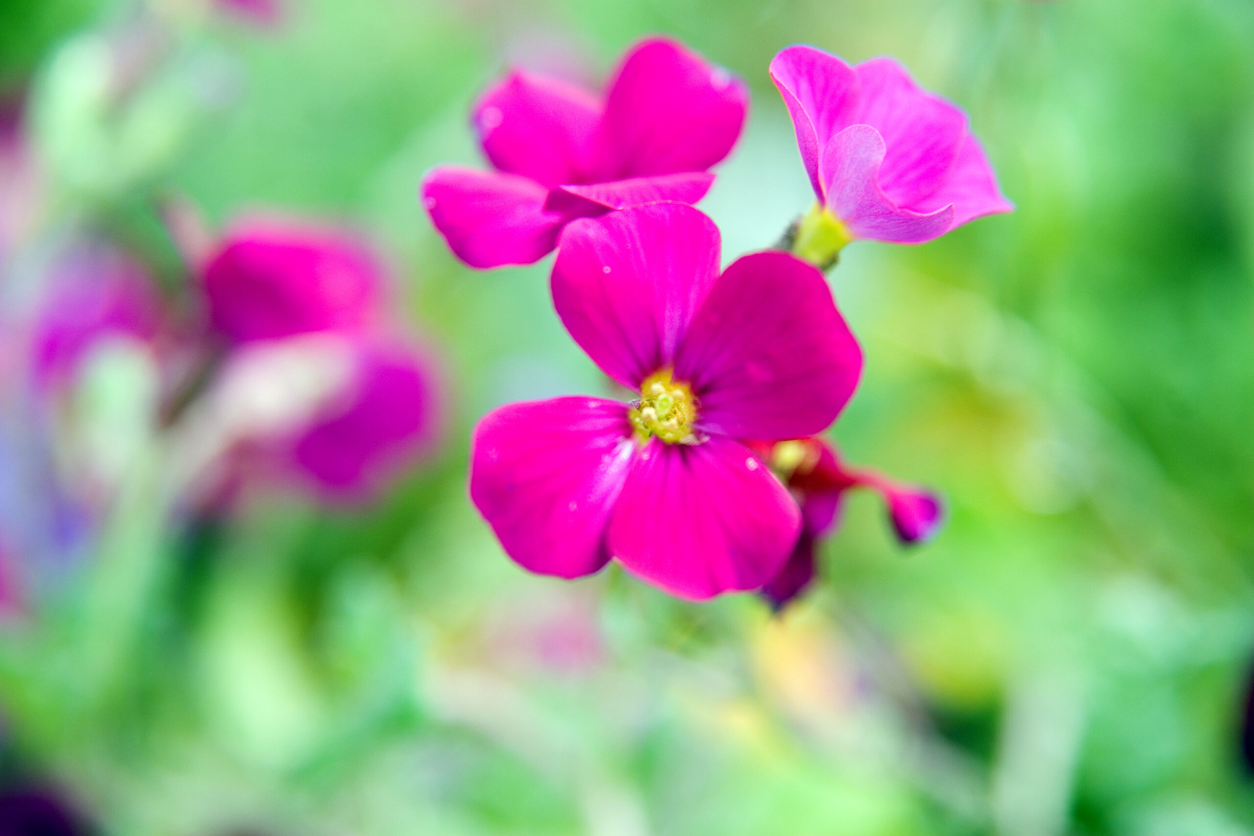 Aubrieta cascade ‘Red’ – foto della pianta