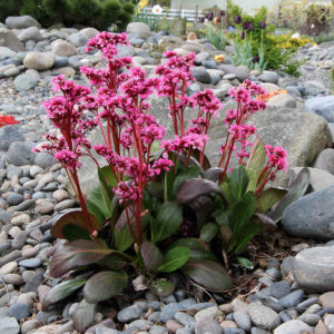 Bergenia ‘Dragonfly Sakura’ ®