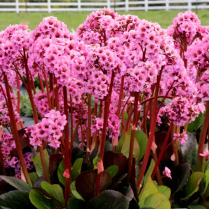 Bergenia ‘Spring Fling’ ®