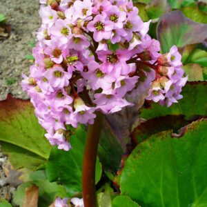 Bergenia cordifolia – foto della pianta