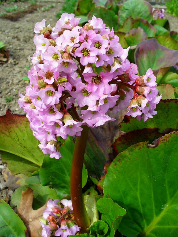 Bergenia cordifolia – foto della pianta