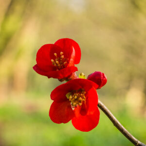Chaenomeles x superba Nicoline- VASO 24 – foto illustrativa della varietà