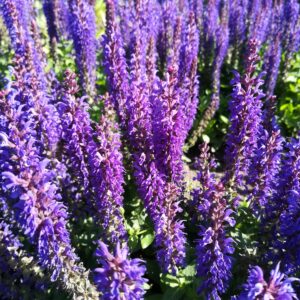 Salvia nemerosa ‘Blauhügel’ – foto della pianta