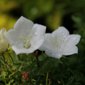Campanula carpatica ‘White Clips’ – foto della pianta