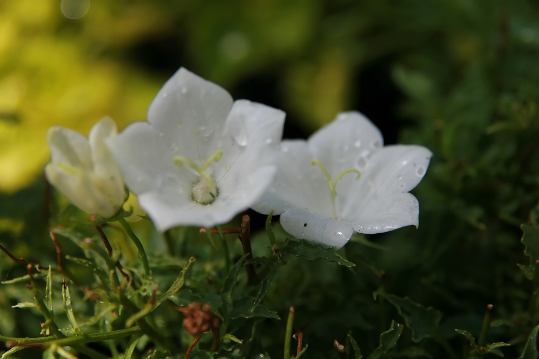 Campanula carpatica ‘White Clips’ – foto della pianta