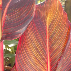 Canna indica ‘Tropicanna’ ® – foto della pianta