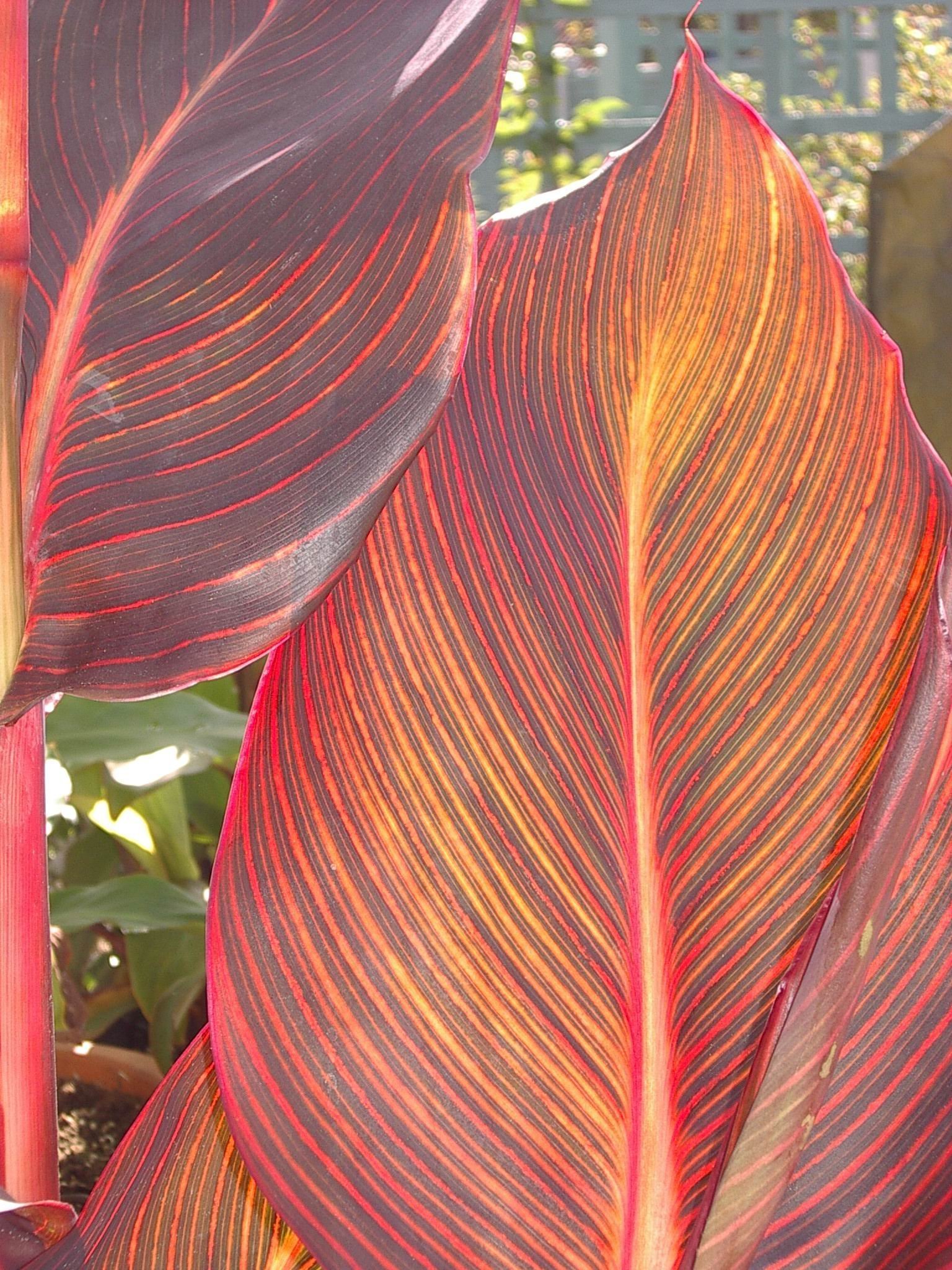 Canna indica ‘Tropicanna’ ® – foto della pianta