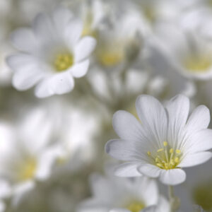 Cerastium tomentosum ‘Silberteppich’ – foto della pianta