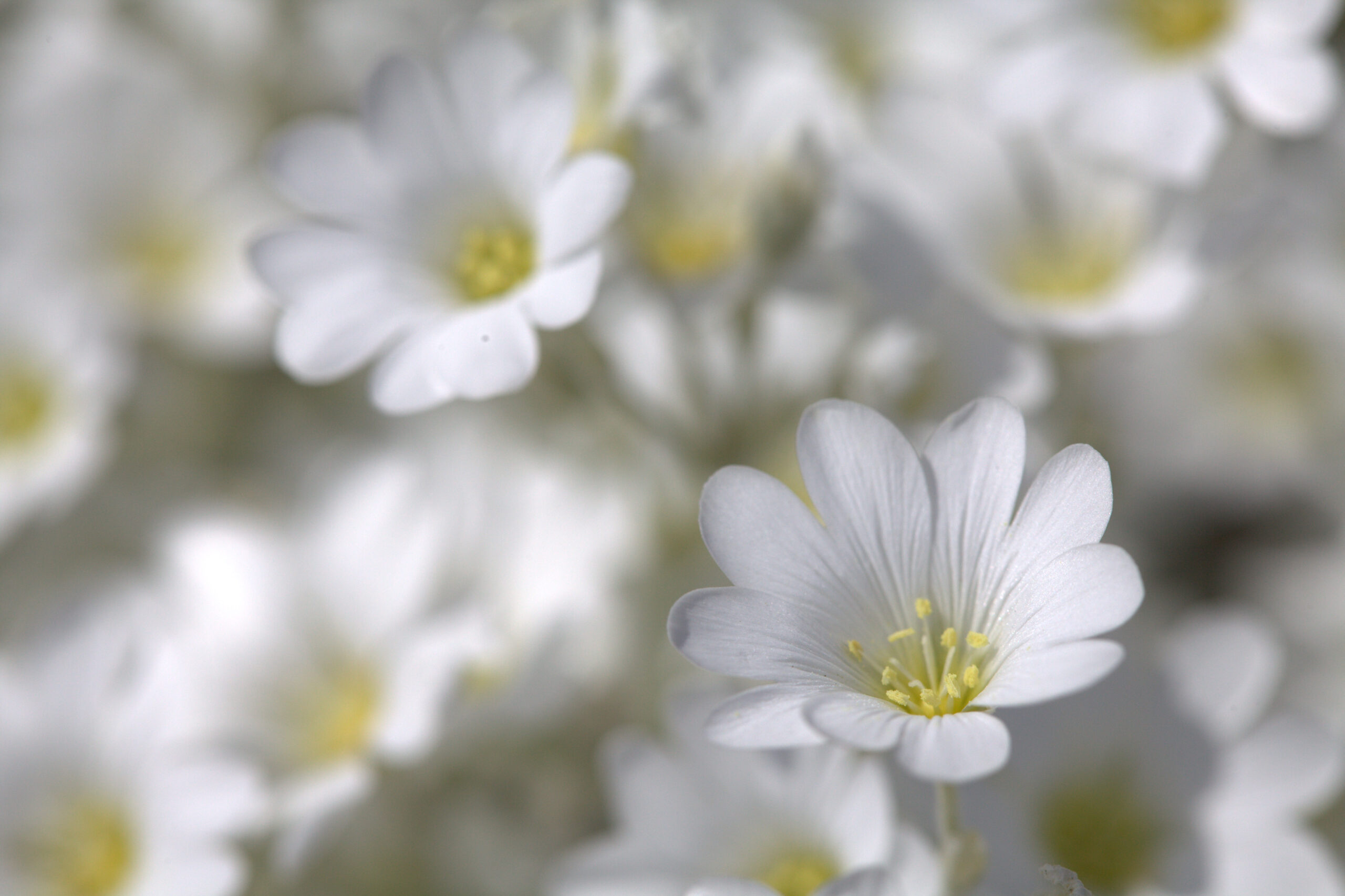 Cerastium tomentosum ‘Silberteppich’ – foto della pianta