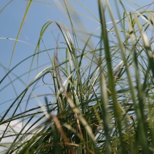 Cortaderia selloana rosea – foto della pianta