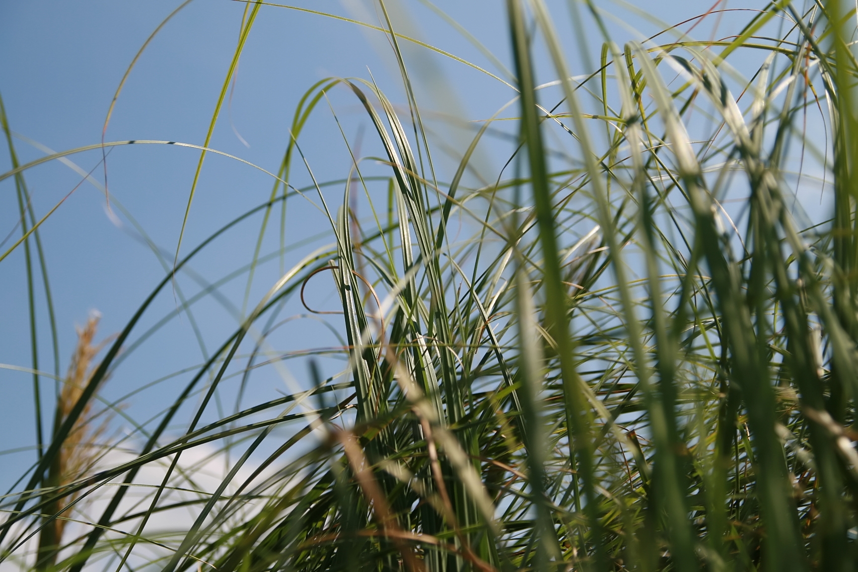 Cortaderia selloana rosea – foto della pianta