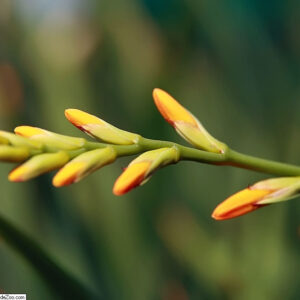 Crocosmia ‘George Davidson’ – foto della pianta