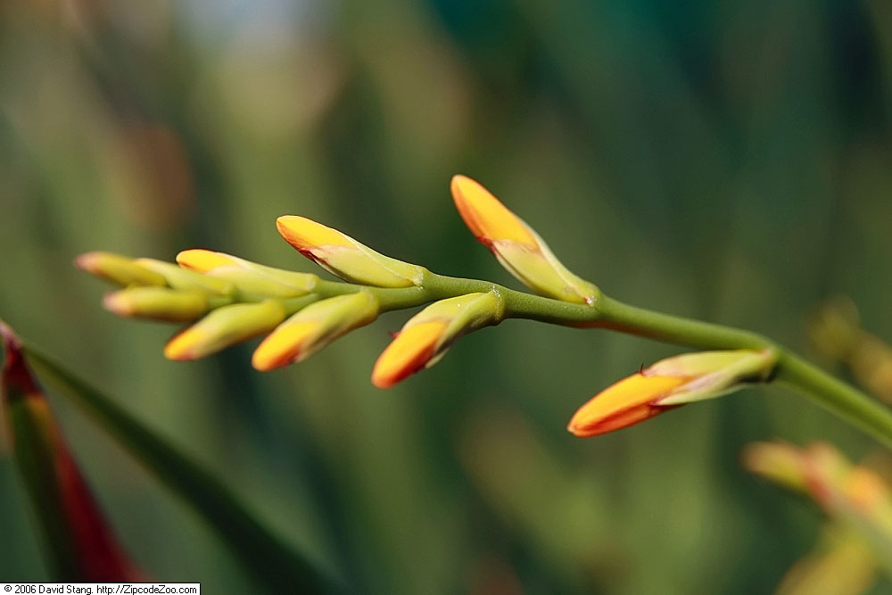 Crocosmia ‘George Davidson’ – foto della pianta