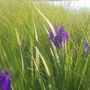 Iris laevigata blu