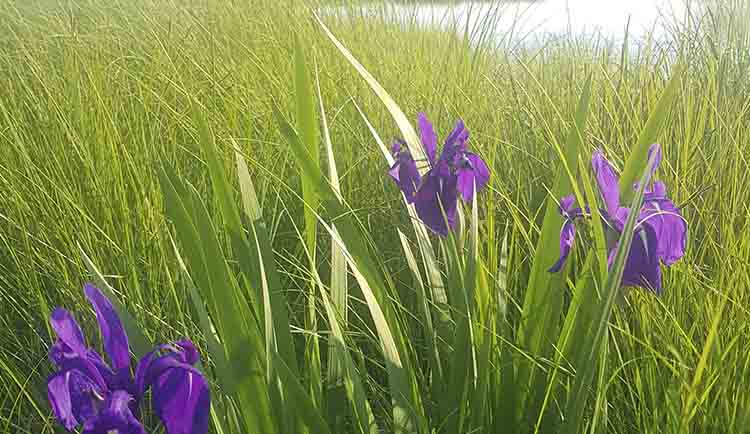Iris laevigata blu