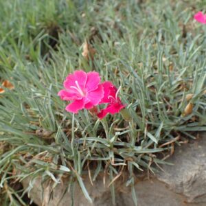 Dianthus caesius ‘Badenia’ – foto della pianta