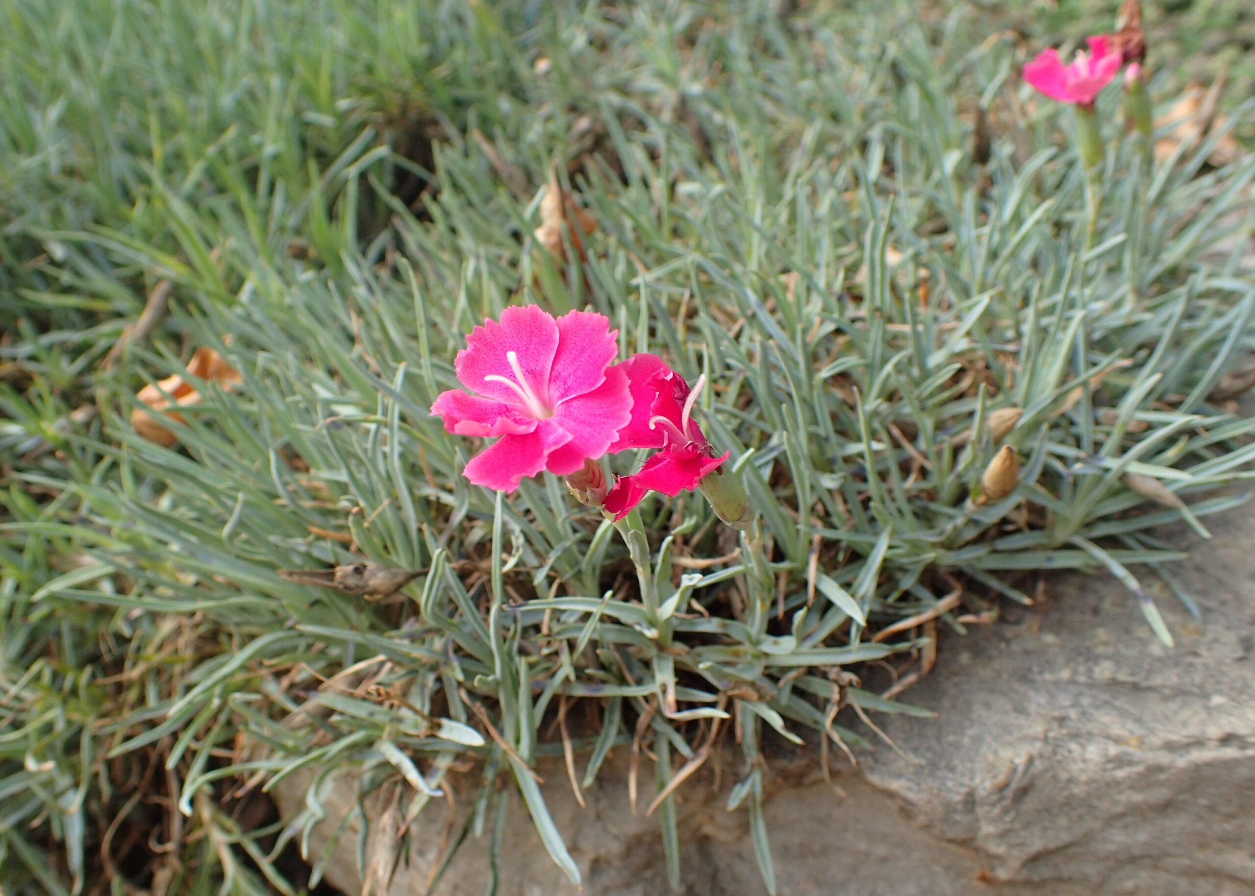 Dianthus caesius ‘Badenia’ – foto della pianta