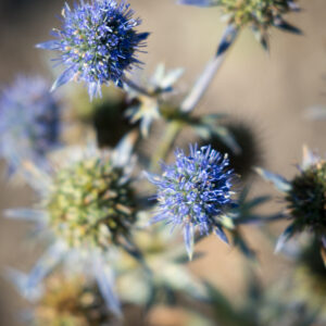 Eryngium alpinum ‘Blue Star’ – foto della pianta