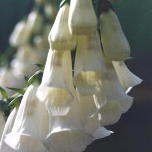 Digitalis purpurea ‘Alba’ – foto della pianta
