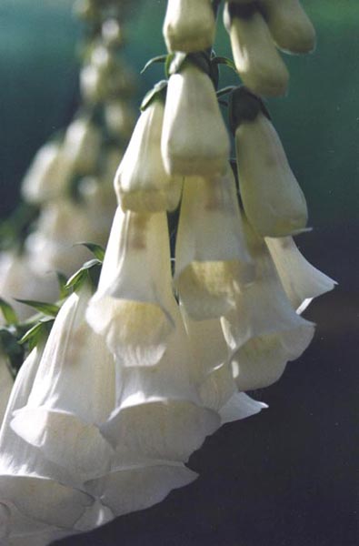 Digitalis purpurea ‘Alba’ – foto della pianta