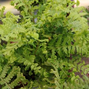 Dryopteris ‘Affinis The King’ – foto della pianta