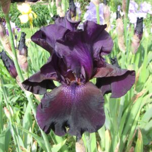 Iris germanica ‘Superstition’ – foto della pianta