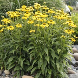 Echinacea ‘Leilani’ ®