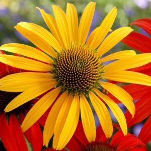 Echinacea ‘Mac 'n' Cheese’ ®