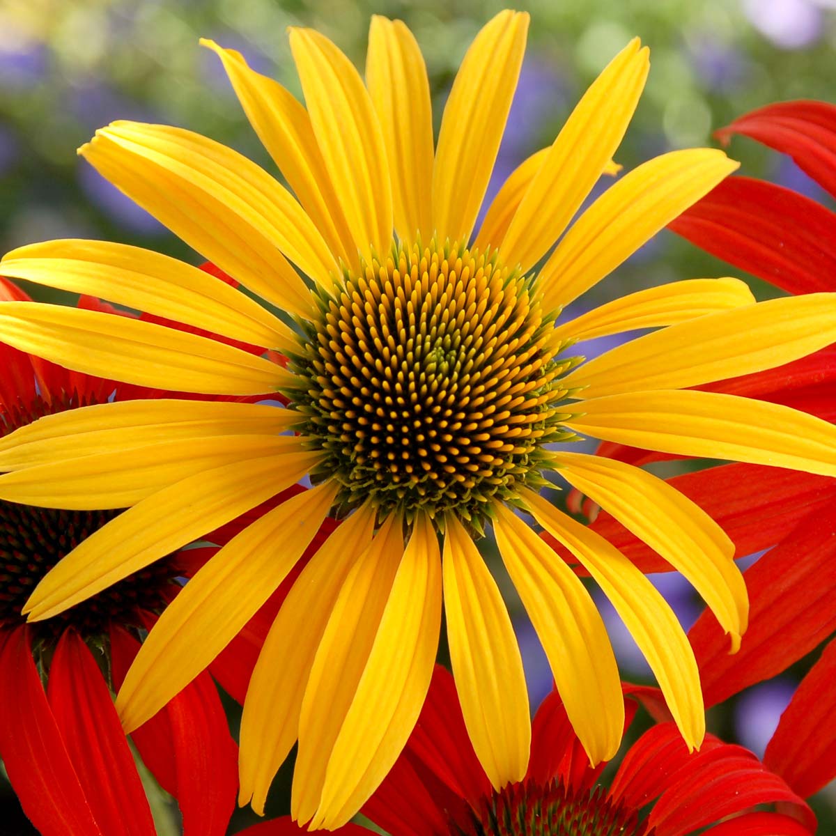 Echinacea ‘Mac 'n' Cheese’ ®