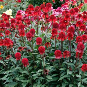 Echinacea ‘Meteor Red’ ®